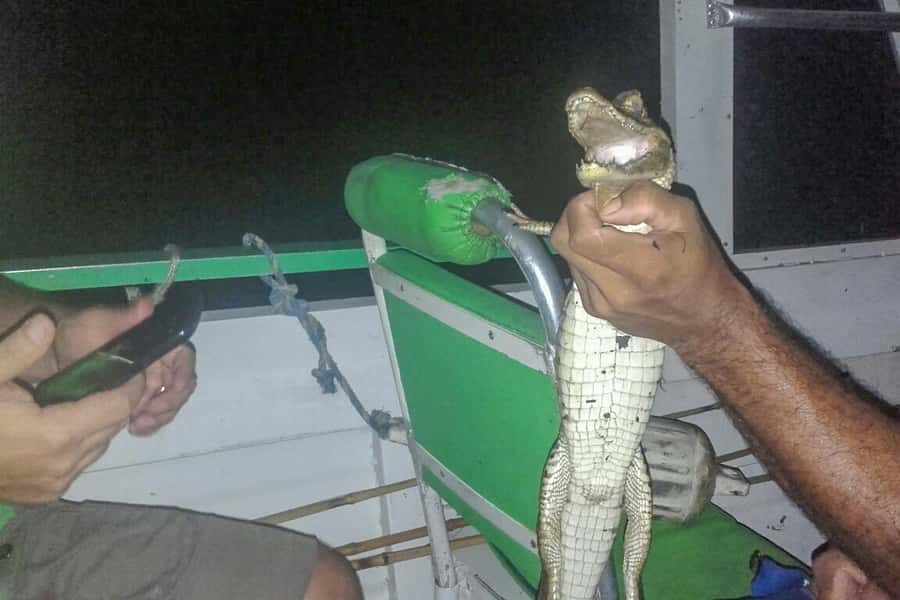 Manaus: Piranha Fishing and Alligator Watch Evening Tour - What the five-hour schedule really means