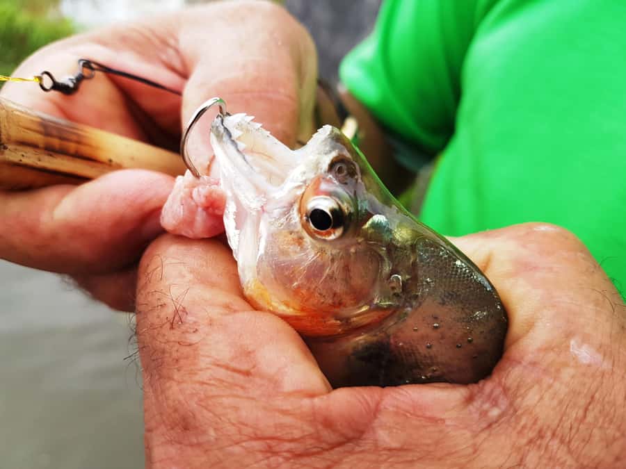 Manaus: Piranha Fishing and Alligator Watch Evening Tour - Waiting for darkness on the Amazon