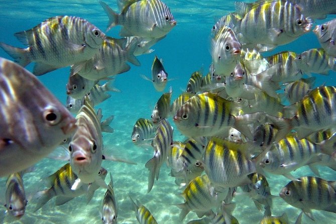 Maragogi / Alagoas Caribbean Brazilian - Why the guide and agency details matter