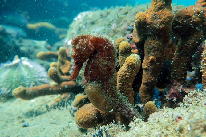 Private Program for Accredited Diver in Búzios - The private format changes the pace