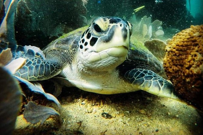 Private Program for Accredited Diver in Búzios - What you receive for $75