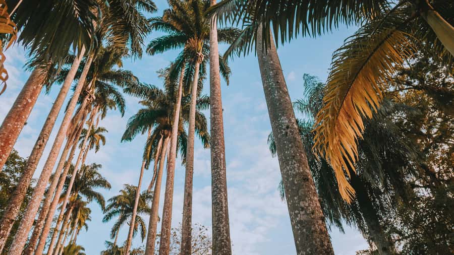 Rio de Janeiro: 4-Hour Botanical Garden & Tijuca Forest Tour - Why this two-part nature tour works in Rio