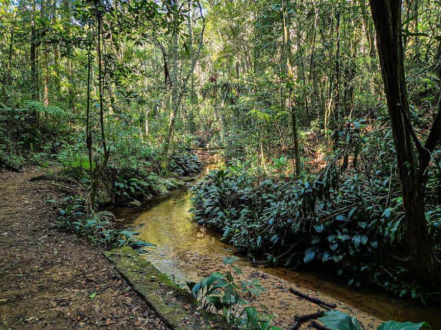 Rio de Janeiro: Guided Jeep Tour through Tijuca Rainforest - The one-hour walk through Tijuca Forest
