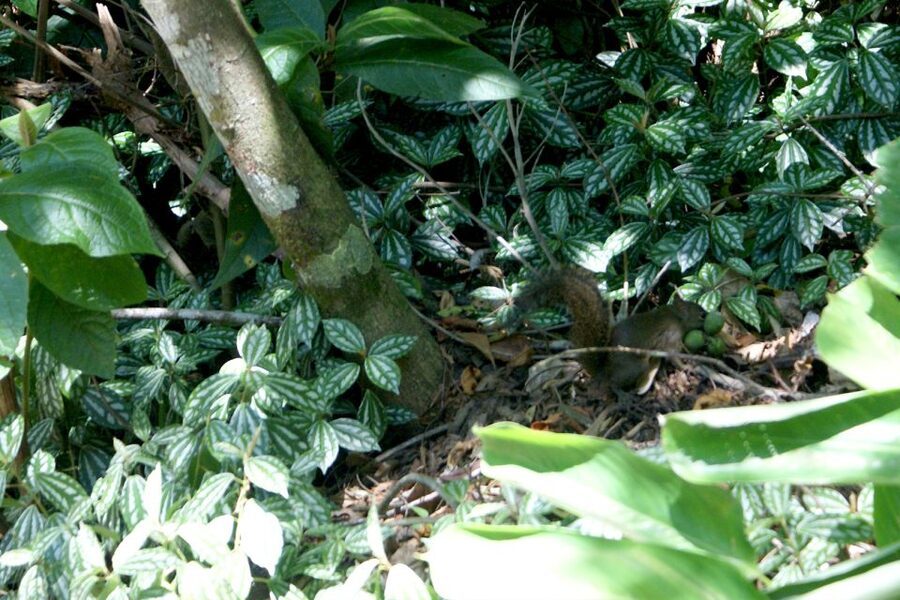 Rio de Janeiro: Guided Jeep Tour through Tijuca Rainforest - Guides, languages, and group atmosphere
