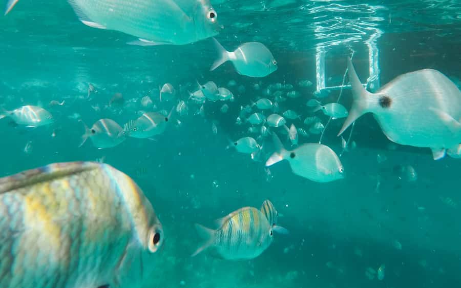 Rio de Janeiro: Ilha Grande with Boat Tour & Optional Lunch - Should you book it?
