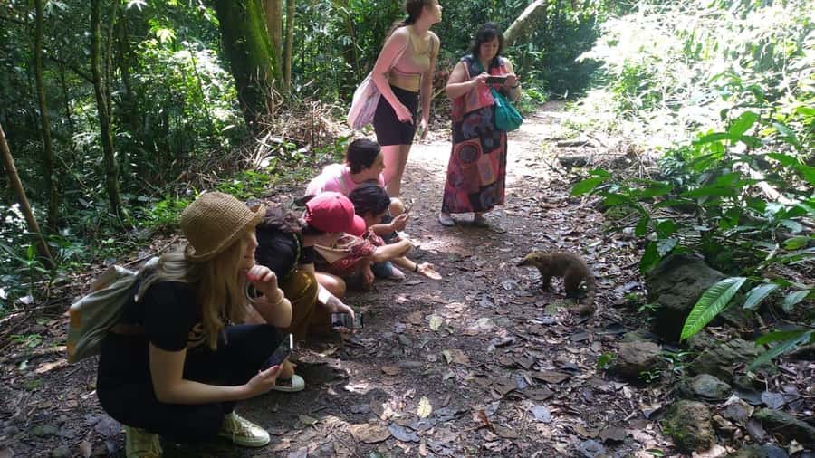 Rio de Janeiro: Jeep Tour in the Tijuca Forest - The natural pool is a short refreshment stop
