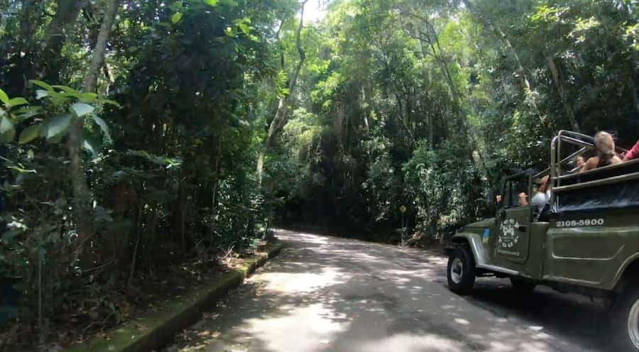 Rio de Janeiro: Jeep Tour in the Tijuca Forest - Wildlife sightings reward patience and luck