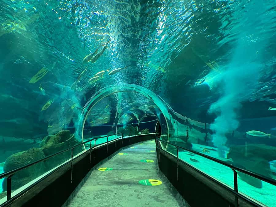 Rio de Janeiro: Marine Aquarium Entry Tickets - Key points to know