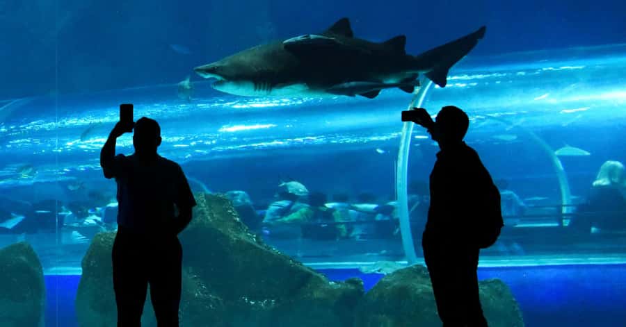 Rio de Janeiro: Marine Aquarium Entry Tickets - What the AquaRio visit is really like