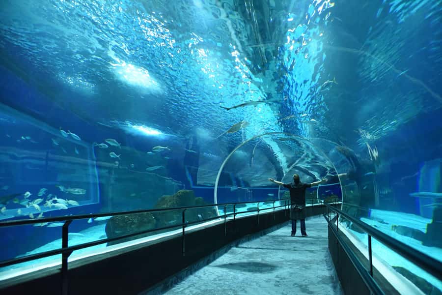 Rio de Janeiro: Marine Aquarium Entry Tickets - The size of AquaRio and what it adds