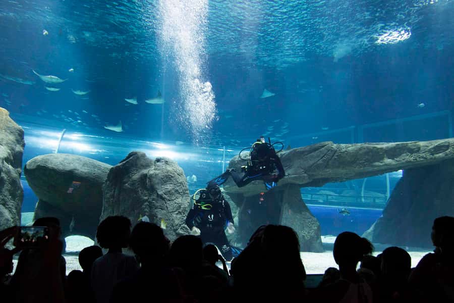 Rio de Janeiro: Marine Aquarium Entry Tickets - Why the indoor setting works well with children