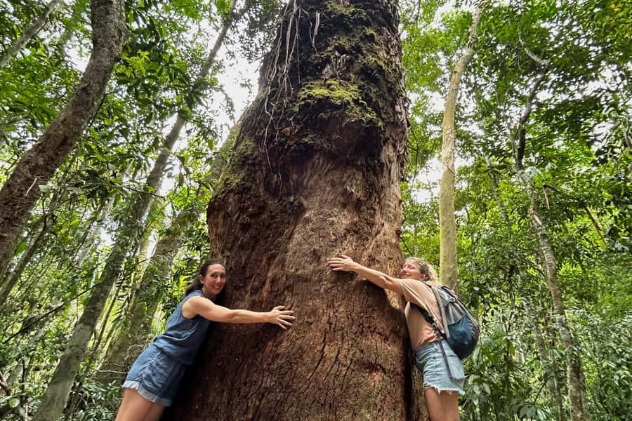 Rio de Janeiro: Tijuca National Park Tour - Key points at a glance