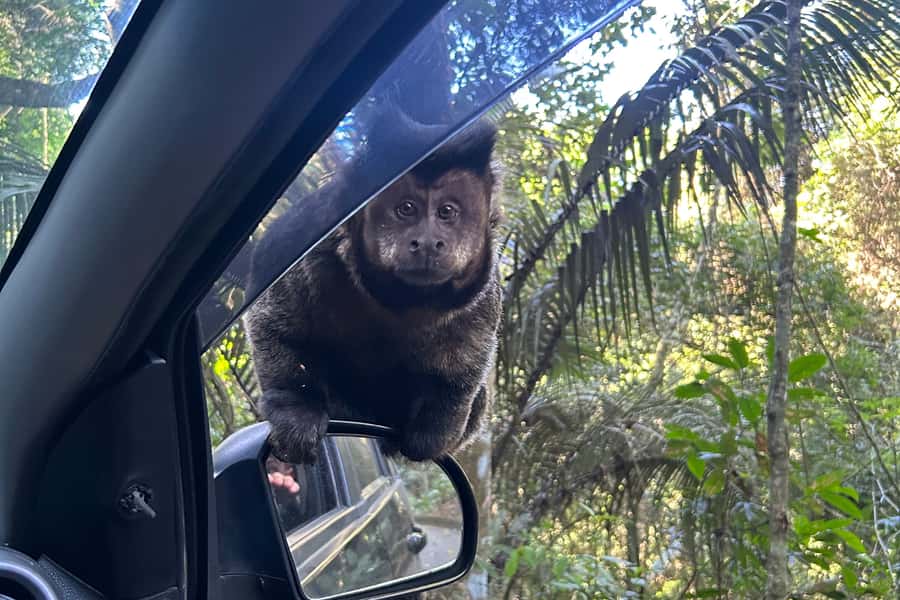 Rio de Janeiro: Tijuca National Park Tour - From your hotel to the forest by 8:15 AM
