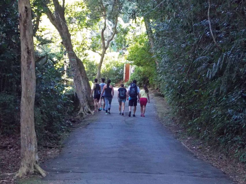 Rio de Janeiro: Tijuca Peak Guided Hike - The carved staircase is one of the trail’s odd details