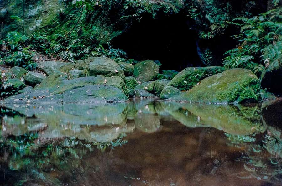 Rio: Half-Day Jeep Tour at Floresta da Tijuca - A quick escape from Rio’s city streets