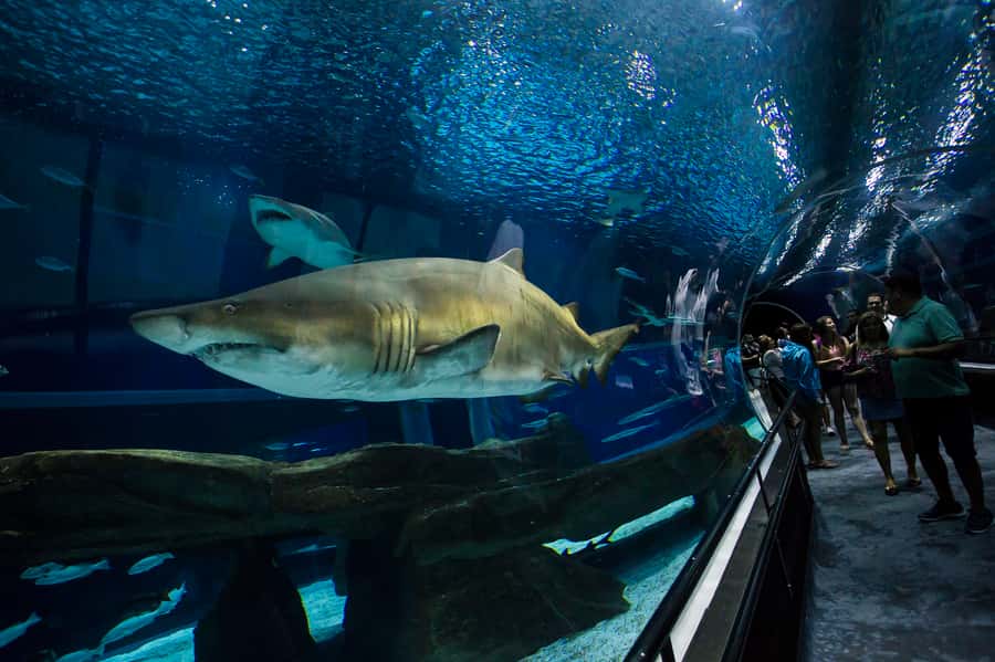 Rio: Olympic Boulevard, AquaRio and Museum of Tomorrow Tour - What this tour adds to a Rio itinerary