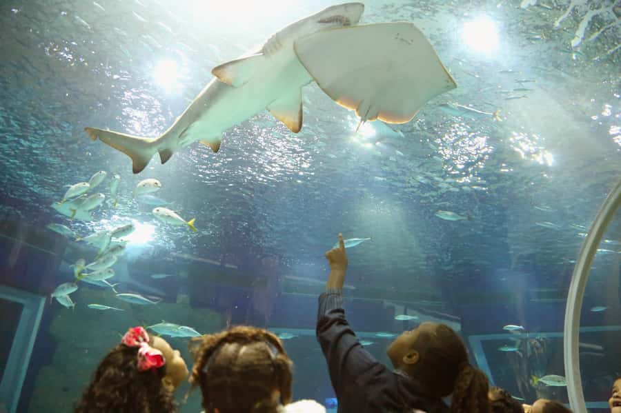 Rio: Olympic Boulevard, AquaRio and Museum of Tomorrow Tour - Inside the Museum of Tomorrow