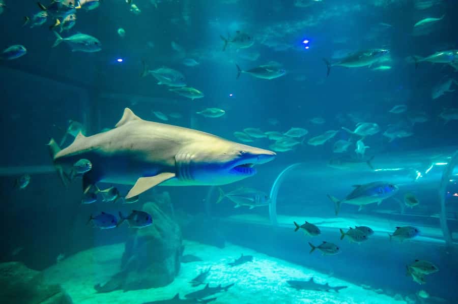 Rio: Olympic Boulevard, AquaRio and Museum of Tomorrow Tour - Is the $49 price good value?