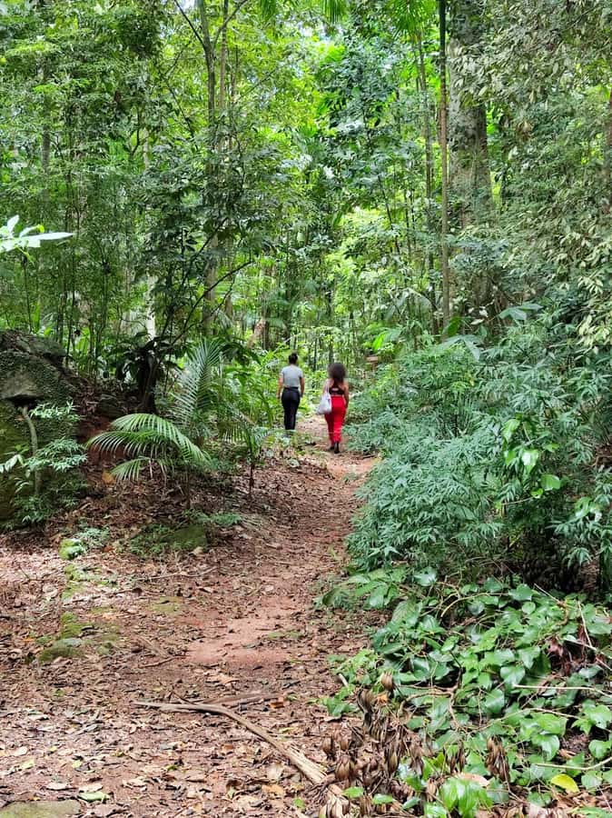 Tijuca Forest´s hike: caves, waterfalls and great views - Uphill trails through an urban rainforest